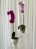 Ivory Poise - Phalaenopsis Orchid Pot