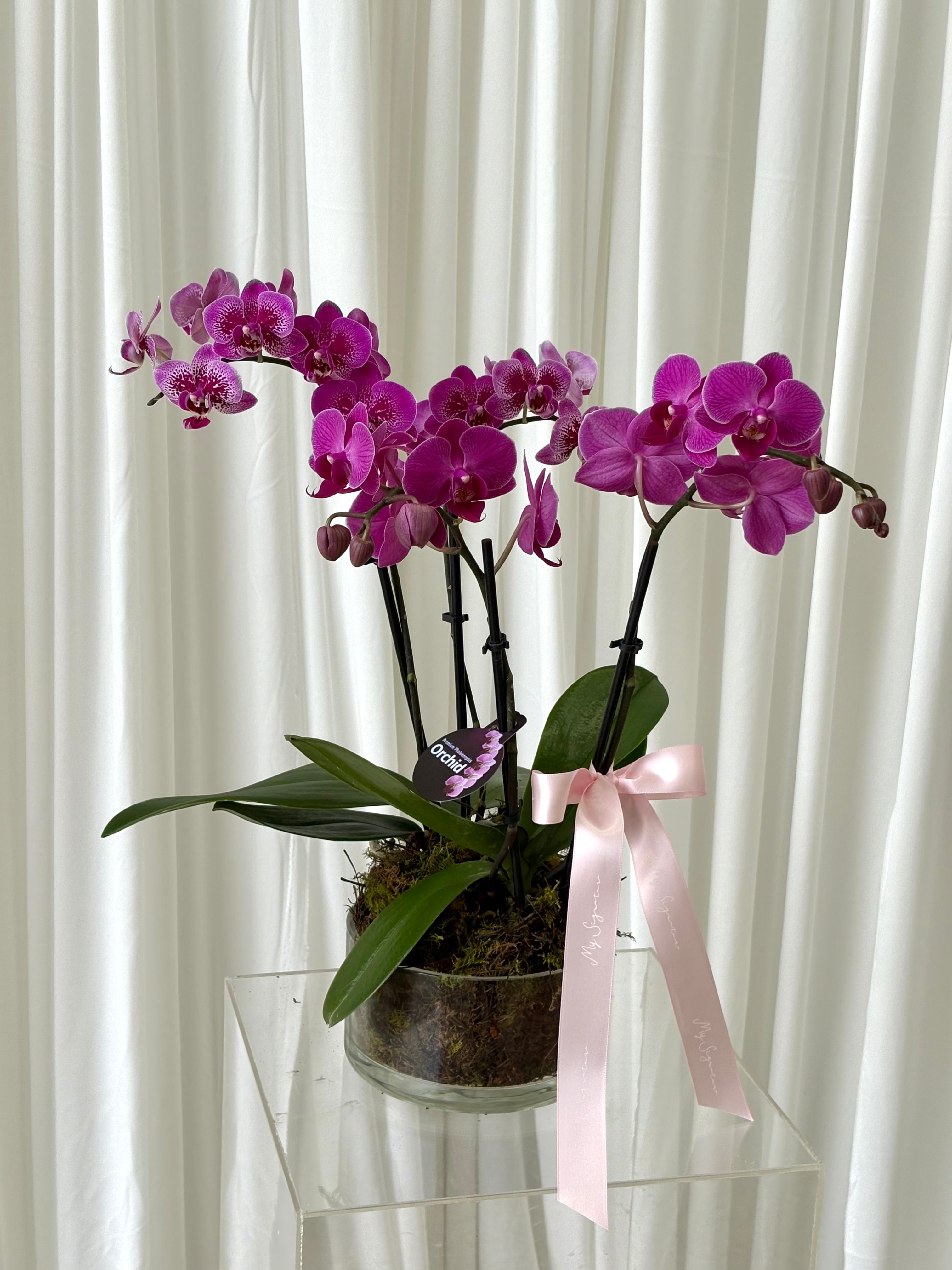 Mini Phalaenopsis Orchid Pot