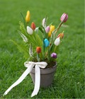 LOVE JUST BLOOMING
